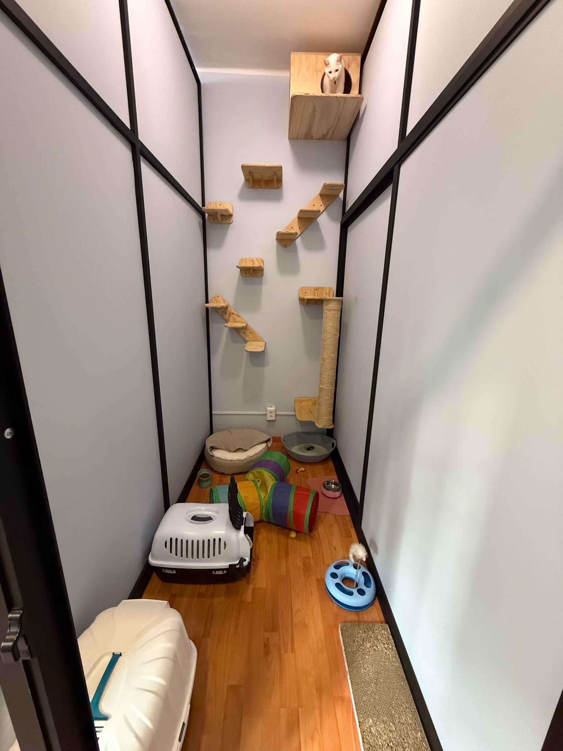 Huésped felino disfrutando estancia en pensión para gatos de lujo con cuidado experto.